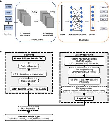 cTULIP: application of a human-based RNA-seq primary tumor classification tool for cross-species primary tumor classification in canine